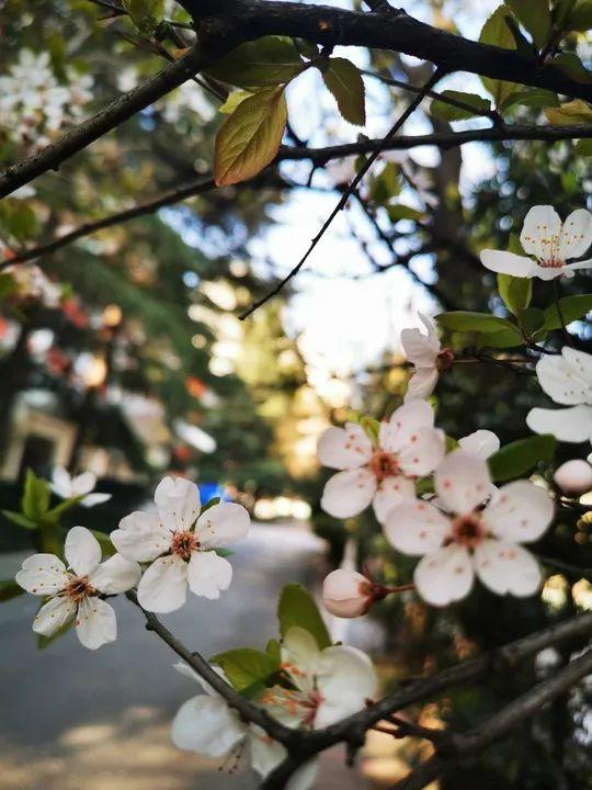 云赏花丨春天里的校园，和影象中一样美