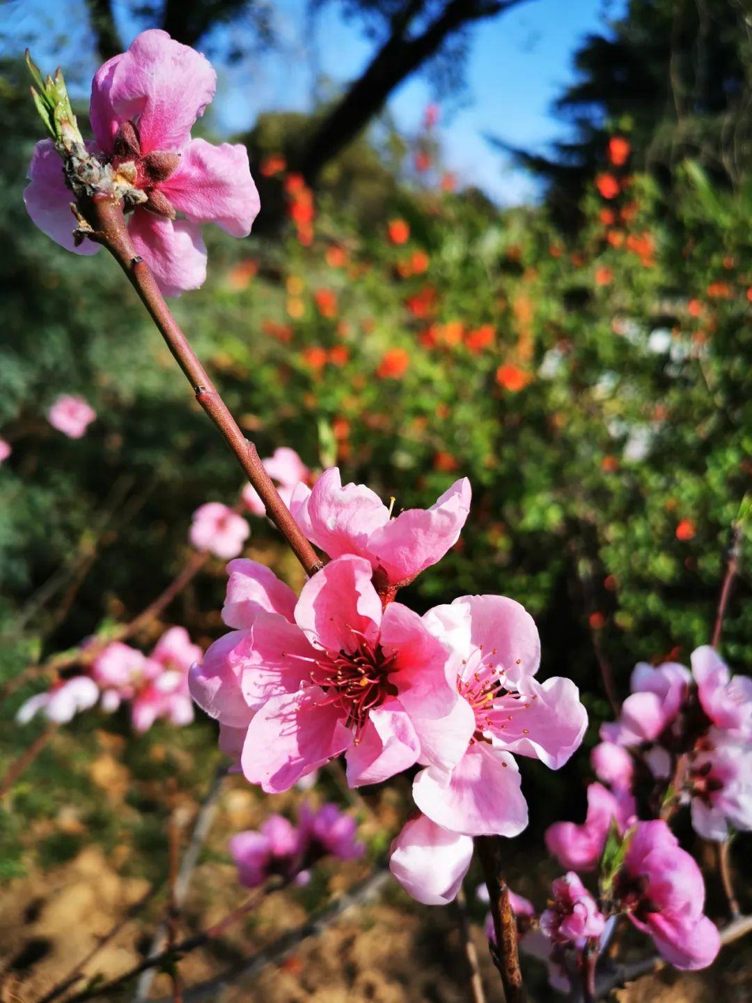 云赏花丨春天里的校园，和影象中一样美