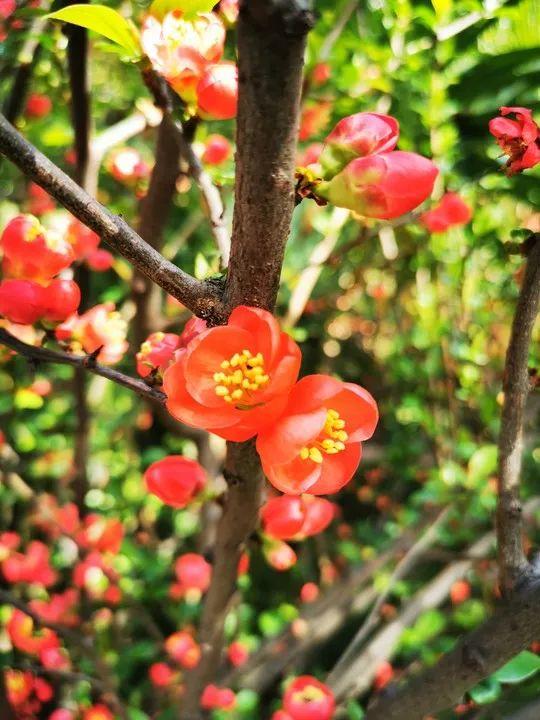 云赏花丨春天里的校园，和影象中一样美